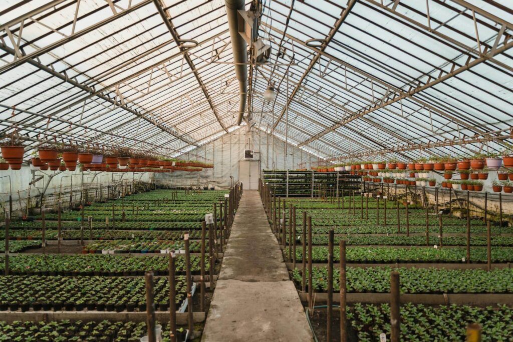 Monitoring Light in Horticulture: Optimising Growth and Sustainability